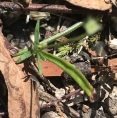 Wahlenbergia gracilis at Paddys River, ACT - 2 Jan 2023