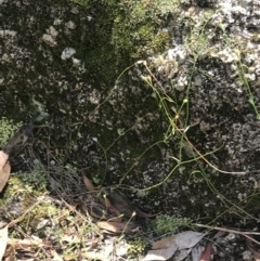 Wahlenbergia gracilis at Paddys River, ACT - 2 Jan 2023 12:06 PM