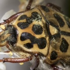 Neorrhina punctata (Spotted flower chafer) at Hawker, ACT - 24 Jan 2023 by AlisonMilton