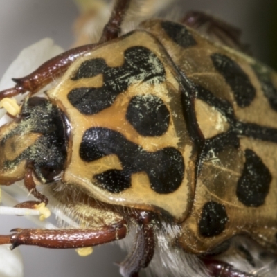 Neorrhina punctata (Spotted flower chafer) at Hawker, ACT - 24 Jan 2023 by AlisonMilton