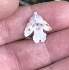 Prostanthera lasianthos at Paddys River, ACT - 2 Jan 2023