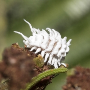 Cryptolaemus montrouzieri at Hawker, ACT - 25 Jan 2023