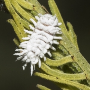 Cryptolaemus montrouzieri at Hawker, ACT - 25 Jan 2023