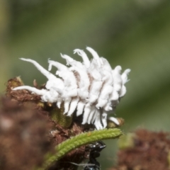 Cryptolaemus montrouzieri at Hawker, ACT - 25 Jan 2023