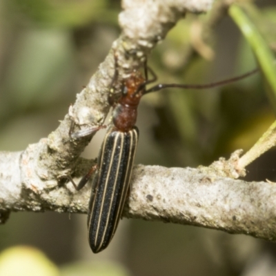 Syllitus rectus (Longhorn beetle) at Hawker, ACT - 24 Jan 2023 by AlisonMilton