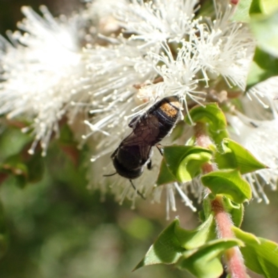 Megachile (Hackeriapis) oblonga (A Megachild bee) at Murrumbateman, NSW - 27 Jan 2023 by SimoneC