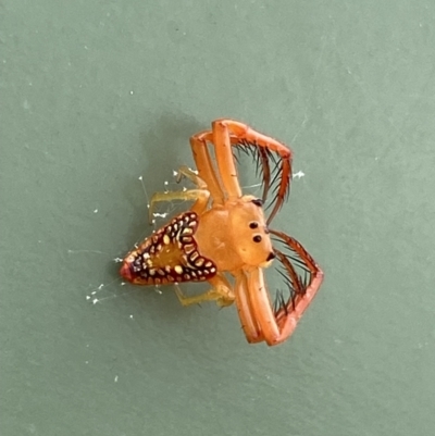 Arkys walckenaeri (Triangle spider) at Stromlo, ACT - 27 Jan 2023 by Steve_Bok