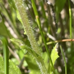 Senecio distalilobatus at Paddys River, ACT - 21 Jan 2023 01:22 PM