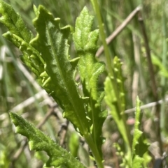 Senecio distalilobatus at Paddys River, ACT - 21 Jan 2023 01:22 PM