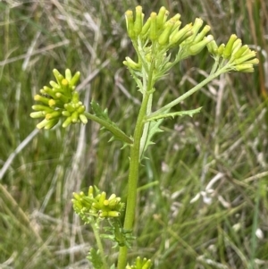 Senecio distalilobatus at Booth, ACT - 26 Jan 2023