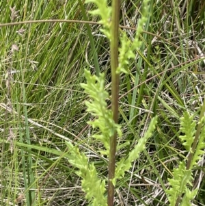 Senecio distalilobatus at Booth, ACT - 26 Jan 2023