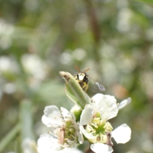 Hylaeus (Gnathoprosopis) euxanthus at Murrumbateman, NSW - 26 Jan 2023 01:05 PM