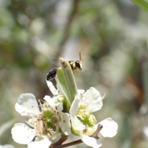 Hylaeus (Gnathoprosopis) euxanthus at Murrumbateman, NSW - 26 Jan 2023 01:05 PM