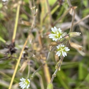 Cerastium glomeratum at Booth, ACT - 26 Jan 2023 03:04 PM