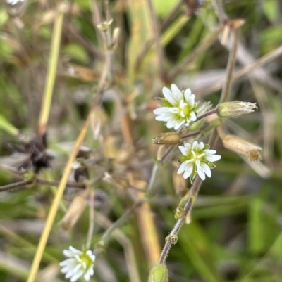 Cerastium glomeratum (Sticky Mouse-ear Chickweed) at Namadgi National Park - 26 Jan 2023 by JaneR