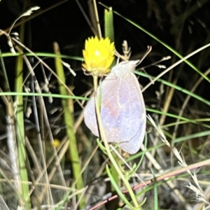 Heteronympha merope at Acton, ACT - 27 Jan 2023