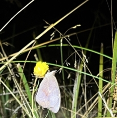 Heteronympha merope at Acton, ACT - 27 Jan 2023