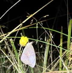 Heteronympha merope at Acton, ACT - 27 Jan 2023 10:13 PM