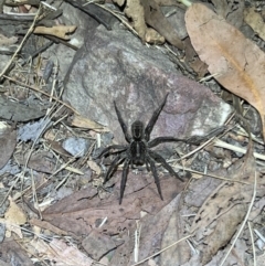 Tasmanicosa sp. (genus) (Unidentified Tasmanicosa wolf spider) at Acton, ACT - 27 Jan 2023 by JimL