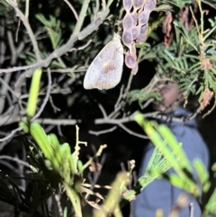 Heteronympha merope (Common Brown Butterfly) at Acton, ACT - 27 Jan 2023 by JimL