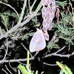 Heteronympha merope at Acton, ACT - 27 Jan 2023 09:20 PM