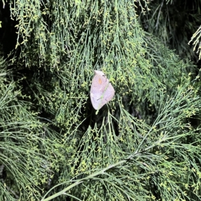 Heteronympha merope (Common Brown Butterfly) at Molonglo Valley, ACT - 27 Jan 2023 by JimL