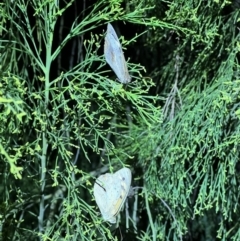 Heteronympha merope at Molonglo Valley, ACT - 27 Jan 2023 09:24 PM