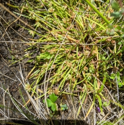 Isolepis gaudichaudiana (Benambra Club-sedge) at Namadgi National Park - 25 Jan 2023 by MattM