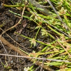 Isolepis gaudichaudiana at Cotter River, ACT - 25 Jan 2023