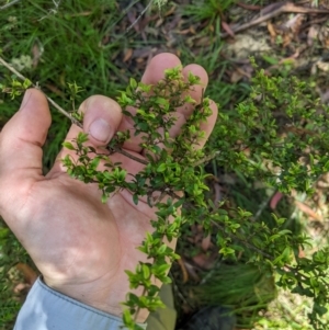 Coprosma quadrifida at Cotter River, ACT - 25 Jan 2023 01:17 PM