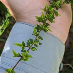 Coprosma quadrifida at Cotter River, ACT - 25 Jan 2023 01:17 PM