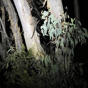 Pseudocheirus peregrinus at Acton, ACT - 27 Jan 2023