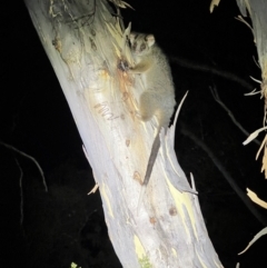 Pseudocheirus peregrinus at Acton, ACT - 27 Jan 2023