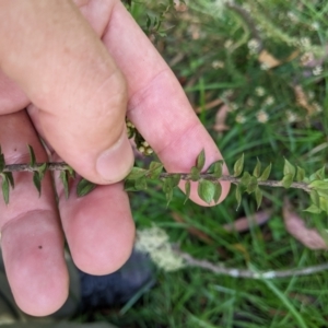 Epacris breviflora at Cotter River, ACT - 25 Jan 2023