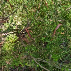 Epacris breviflora at Cotter River, ACT - 25 Jan 2023 01:17 PM