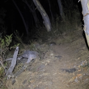 Pseudocheirus peregrinus at Acton, ACT - 27 Jan 2023