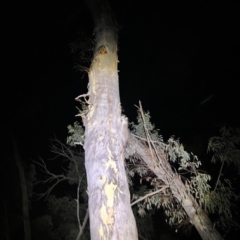 Pseudocheirus peregrinus at Acton, ACT - 27 Jan 2023