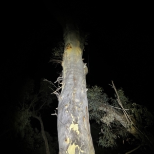 Pseudocheirus peregrinus at Acton, ACT - 27 Jan 2023