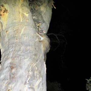 Pseudocheirus peregrinus at Acton, ACT - 27 Jan 2023