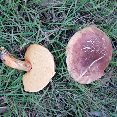 Unidentified Bolete - Fleshy texture, stem central (more-or-less) at Penrose, NSW - 23 Jan 2023 by Aussiegall