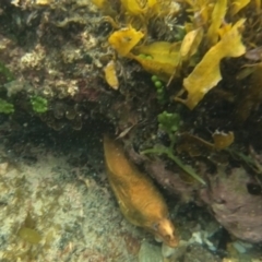 Gymnothorax prasinus (Yellow Moray, Green Moray) at Sunshine Bay, NSW - 27 Jan 2023 by dstarfish