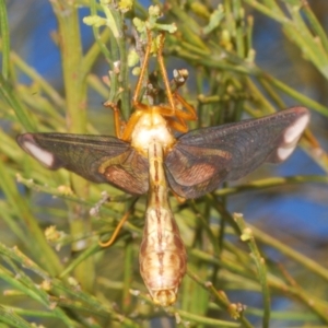 Nymphes myrmeleonoides at Kambah, ACT - 27 Jan 2023