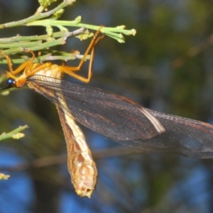 Nymphes myrmeleonoides at Kambah, ACT - 27 Jan 2023