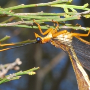 Nymphes myrmeleonoides at Kambah, ACT - 27 Jan 2023