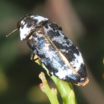 Hypocisseis suturalis (Cherry Ballart Jewel Beetle) at Kambah, ACT - 27 Jan 2023 by Harrisi