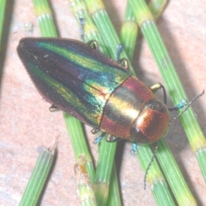 Melobasis vittata at Cotter River, ACT - 26 Jan 2023 08:57 PM