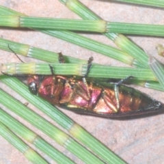 Melobasis vittata at Cotter River, ACT - 26 Jan 2023 08:57 PM