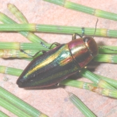 Melobasis vittata at Cotter River, ACT - 26 Jan 2023 08:57 PM