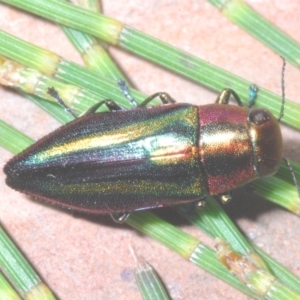 Melobasis vittata at Cotter River, ACT - 26 Jan 2023 08:57 PM