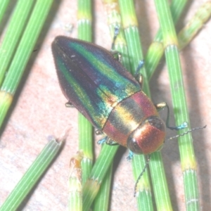 Melobasis vittata at Cotter River, ACT - 26 Jan 2023 08:57 PM